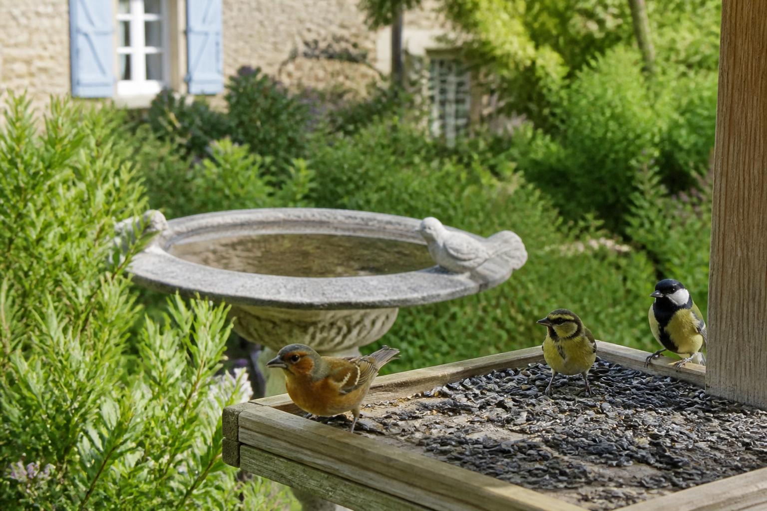 Attirer les oiseaux au jardin : le guide simple