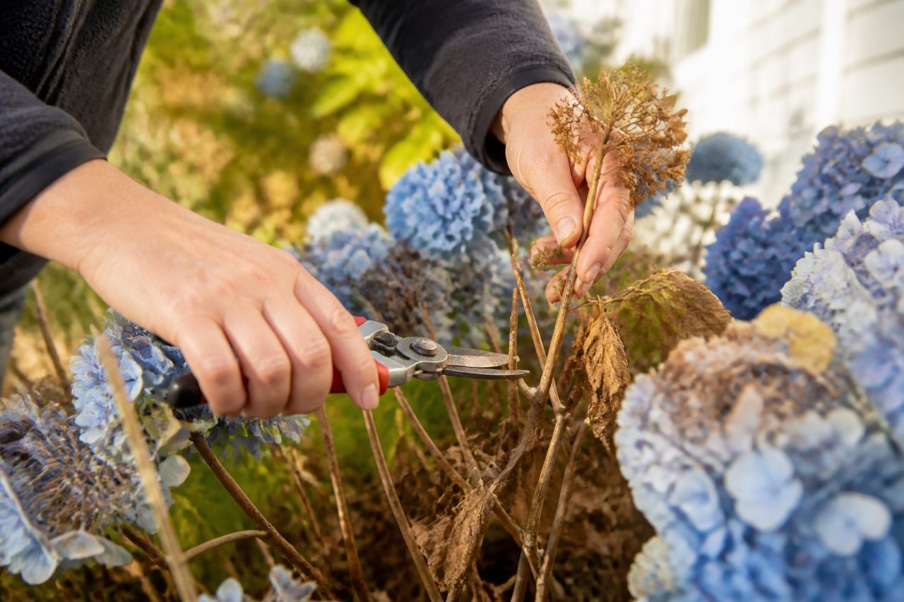 Taille hortensia : mon guide en 7 étapes pour une floraison XXL en 2026