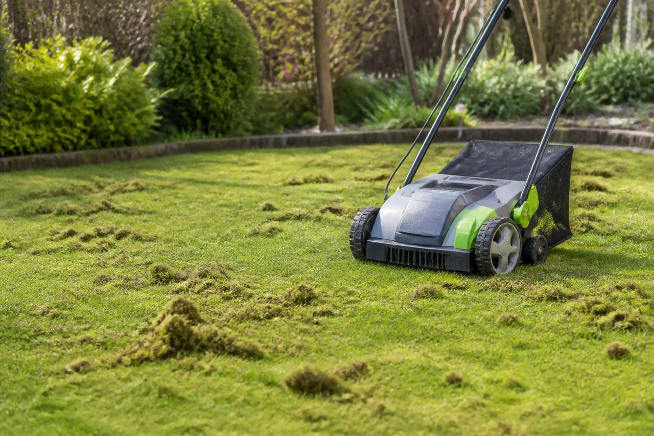 Scarifier pelouse : quand, pourquoi et comment réussir